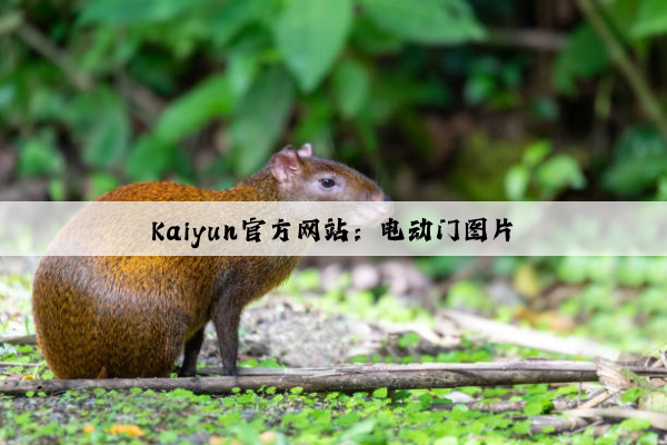 Kaiyun官方网站：电动门图片